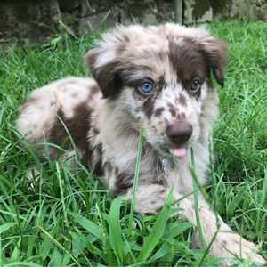 Meet your Posher, Grace